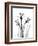 Daffodil Gray-Albert Koetsier-Framed Premium Giclee Print