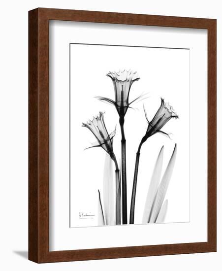 Daffodil Gray-Albert Koetsier-Framed Premium Giclee Print