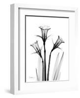 Daffodil Gray-Albert Koetsier-Framed Premium Giclee Print