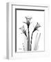 Daffodil Gray-Albert Koetsier-Framed Premium Giclee Print