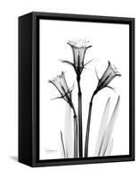 Daffodil Gray-Albert Koetsier-Framed Stretched Canvas