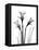 Daffodil Gray-Albert Koetsier-Framed Stretched Canvas