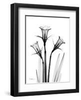 Daffodil Gray-Albert Koetsier-Framed Art Print