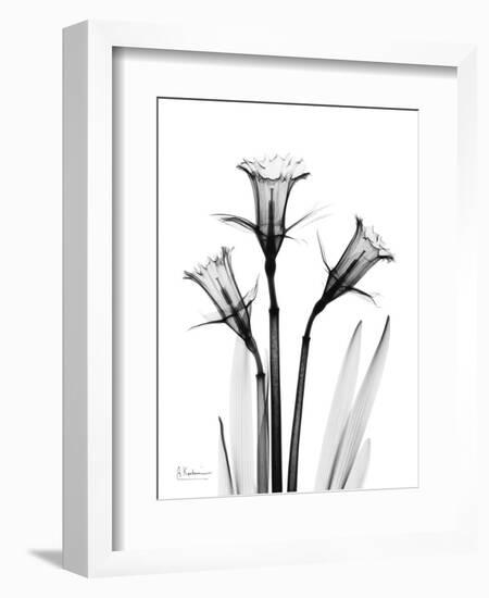 Daffodil Gray-Albert Koetsier-Framed Art Print