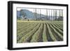 Daffodil Harvest I-Dana Styber-Framed Photographic Print