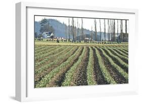 Daffodil Harvest I-Dana Styber-Framed Photographic Print