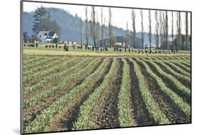 Daffodil Harvest I-Dana Styber-Mounted Photographic Print