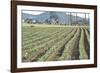 Daffodil Harvest II-Dana Styber-Framed Photographic Print