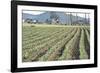 Daffodil Harvest II-Dana Styber-Framed Photographic Print