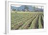 Daffodil Harvest II-Dana Styber-Framed Photographic Print