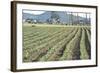 Daffodil Harvest II-Dana Styber-Framed Photographic Print