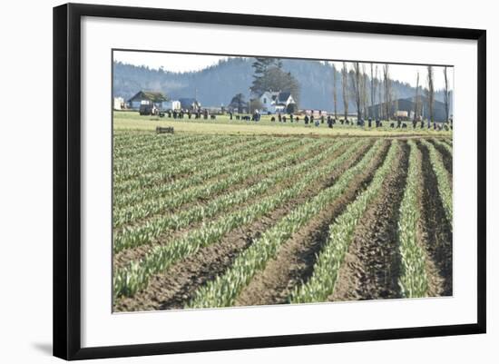 Daffodil Harvest II-Dana Styber-Framed Photographic Print