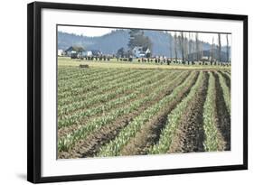 Daffodil Harvest II-Dana Styber-Framed Photographic Print