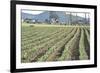 Daffodil Harvest II-Dana Styber-Framed Photographic Print