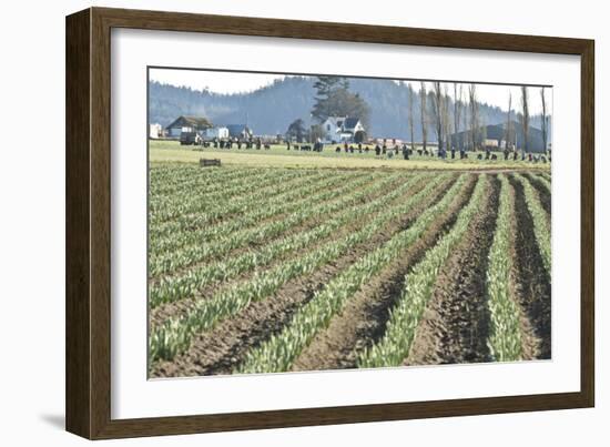 Daffodil Harvest II-Dana Styber-Framed Photographic Print