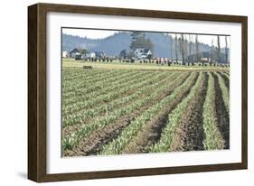 Daffodil Harvest II-Dana Styber-Framed Photographic Print