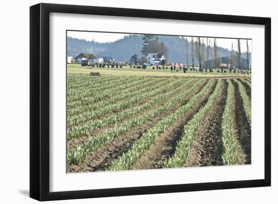 Daffodil Harvest II-Dana Styber-Framed Photographic Print