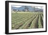 Daffodil Harvest II-Dana Styber-Framed Photographic Print