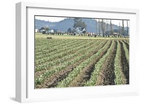 Daffodil Harvest II-Dana Styber-Framed Photographic Print