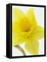 Daffodil Head-null-Framed Stretched Canvas