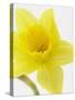 Daffodil Head-null-Stretched Canvas