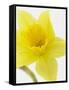 Daffodil Head-null-Framed Stretched Canvas