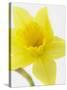 Daffodil Head-null-Stretched Canvas