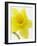 Daffodil Head-null-Framed Photographic Print