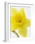 Daffodil Head-null-Framed Photographic Print