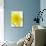 Daffodil Head-null-Photographic Print displayed on a wall