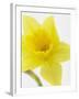 Daffodil Head-null-Framed Photographic Print