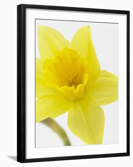Daffodil Head-null-Framed Photographic Print