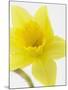 Daffodil Head-null-Mounted Photographic Print