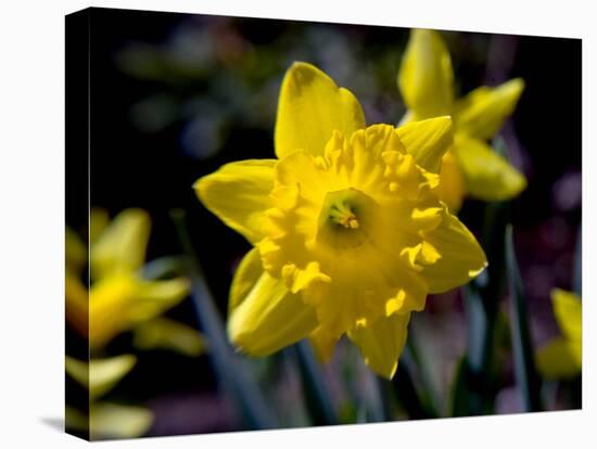 Daffodil in Bloom, New York, New York, USA-Paul Sutton-Stretched Canvas