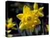 Daffodil in Bloom, New York, New York, USA-Paul Sutton-Stretched Canvas