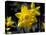 Daffodil in Bloom, New York, New York, USA-Paul Sutton-Stretched Canvas