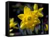 Daffodil in Bloom, New York, New York, USA-Paul Sutton-Framed Stretched Canvas