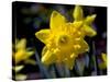 Daffodil in Bloom, New York, New York, USA-Paul Sutton-Stretched Canvas