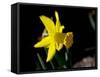 Daffodil in Bloom, New York, New York, USA-Paul Sutton-Framed Stretched Canvas