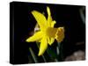 Daffodil in Bloom, New York, New York, USA-Paul Sutton-Stretched Canvas