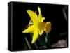 Daffodil in Bloom, New York, New York, USA-Paul Sutton-Framed Stretched Canvas