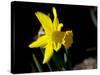 Daffodil in Bloom, New York, New York, USA-Paul Sutton-Stretched Canvas