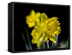 Daffodil in Bloom, New York, New York, USA-Paul Sutton-Framed Stretched Canvas