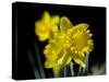 Daffodil in Bloom, New York, New York, USA-Paul Sutton-Stretched Canvas