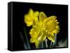 Daffodil in Bloom, New York, New York, USA-Paul Sutton-Framed Stretched Canvas