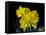 Daffodil in Bloom, New York, New York, USA-Paul Sutton-Framed Stretched Canvas