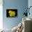 Daffodil in Bloom, New York, New York, USA-Paul Sutton-Stretched Canvas displayed on a wall