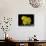 Daffodil in Bloom, New York, New York, USA-Paul Sutton-Stretched Canvas displayed on a wall