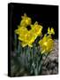Daffodil in Bloom, New York, New York, USA-Paul Sutton-Stretched Canvas
