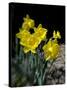 Daffodil in Bloom, New York, New York, USA-Paul Sutton-Stretched Canvas